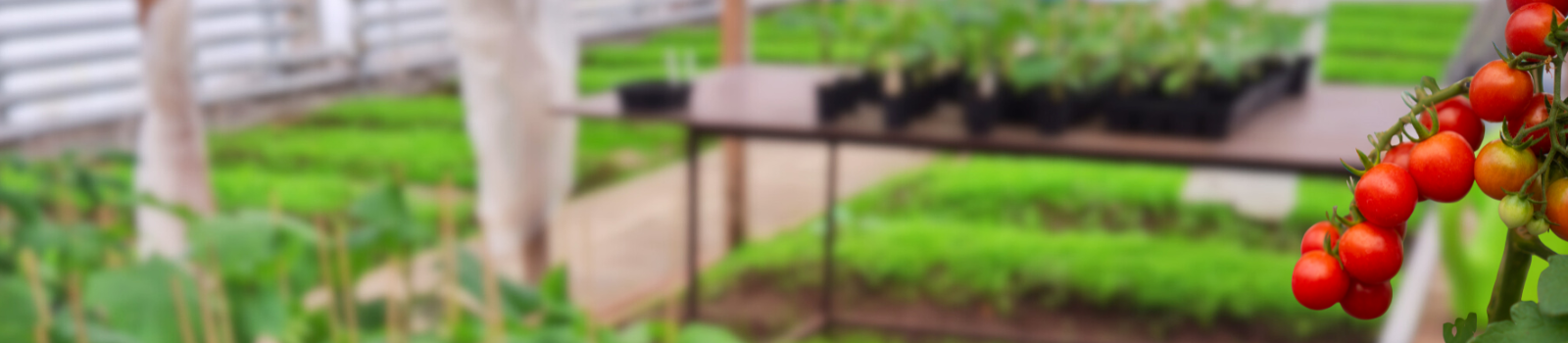 🌿Grænar fréttir úr Stjörnugróf